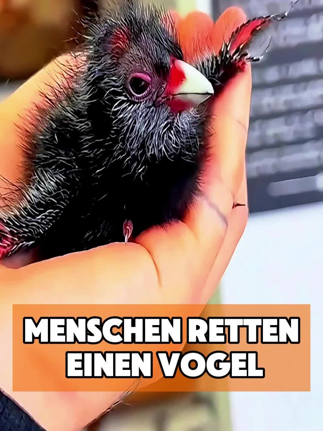 @toto_tier