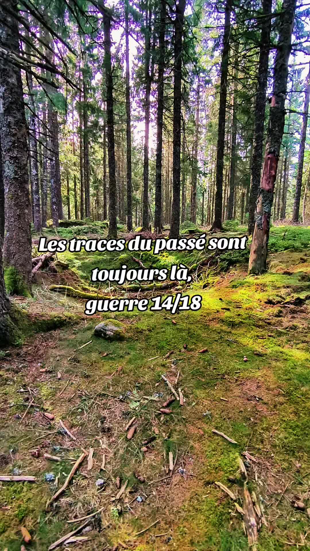 @🤫🐺🇫🇷Le vieux loup🤫🐺🇫🇷