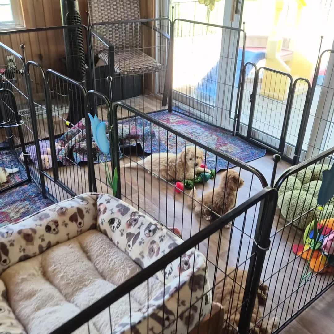 @Barb's Precious Pups