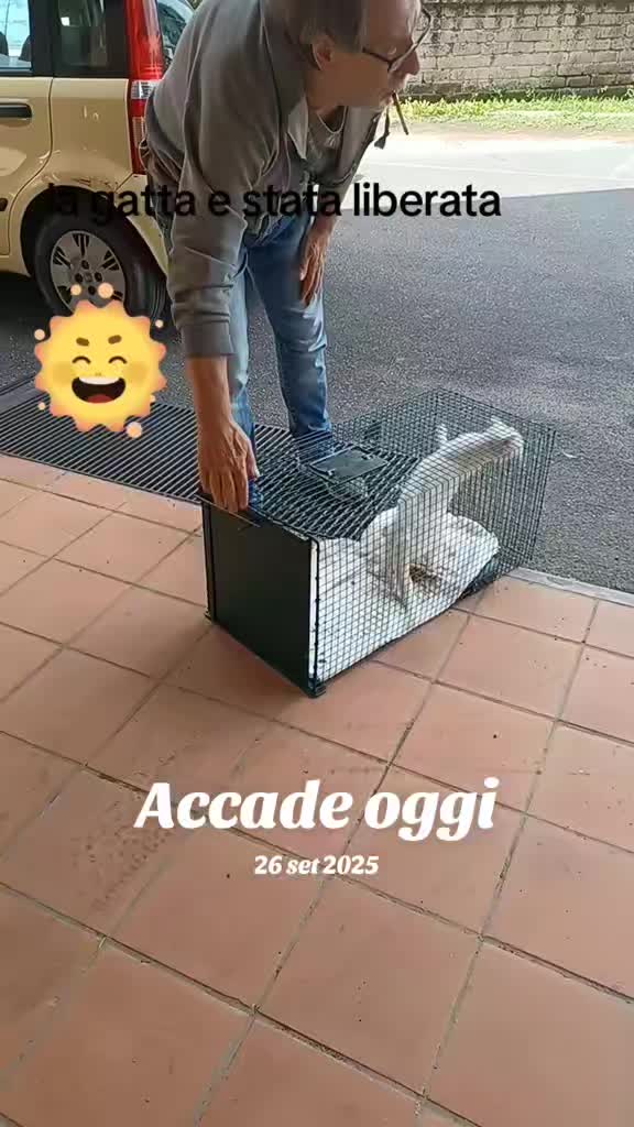 @amica dei gatti