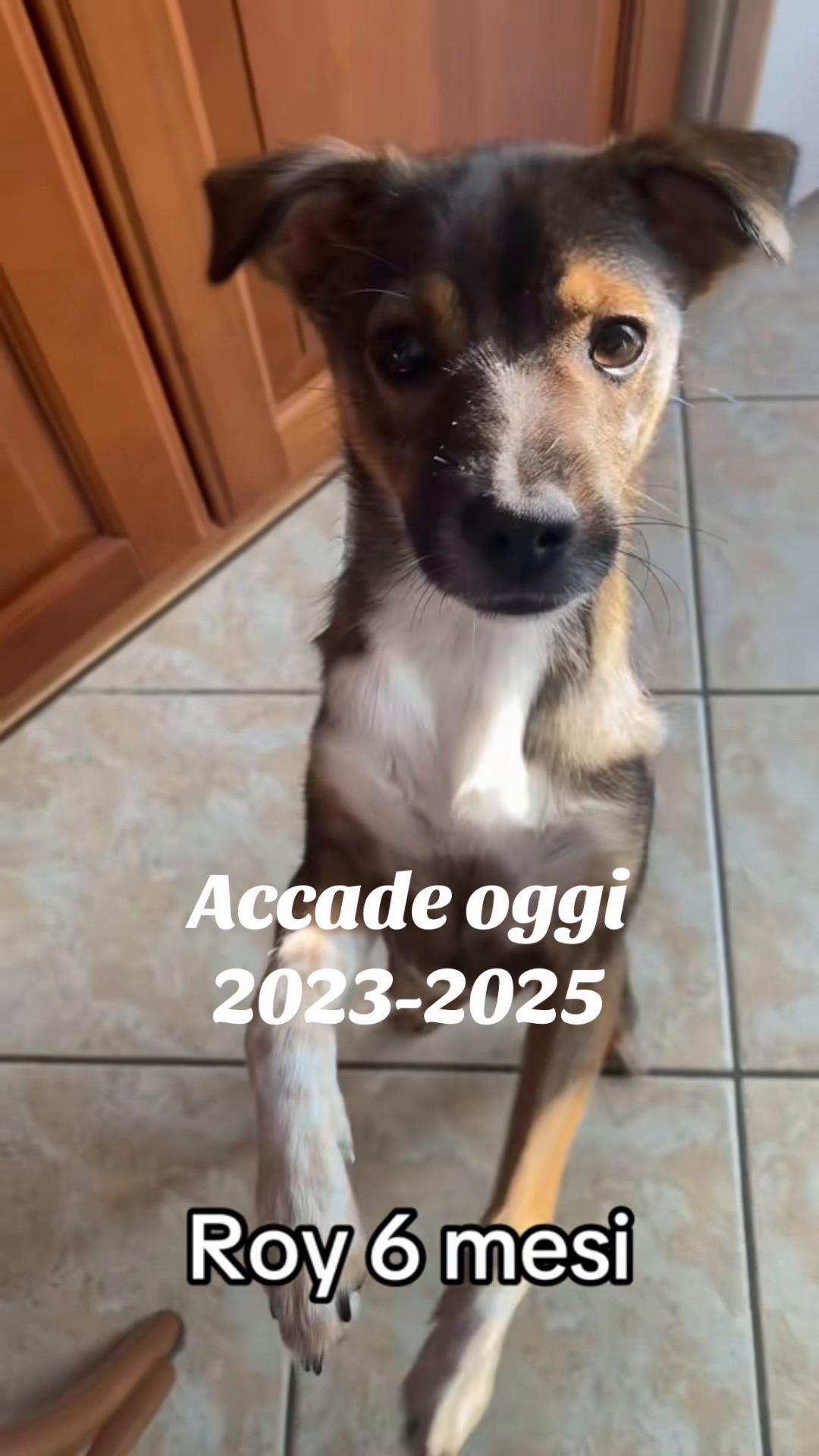 @il mondo_di_Roy