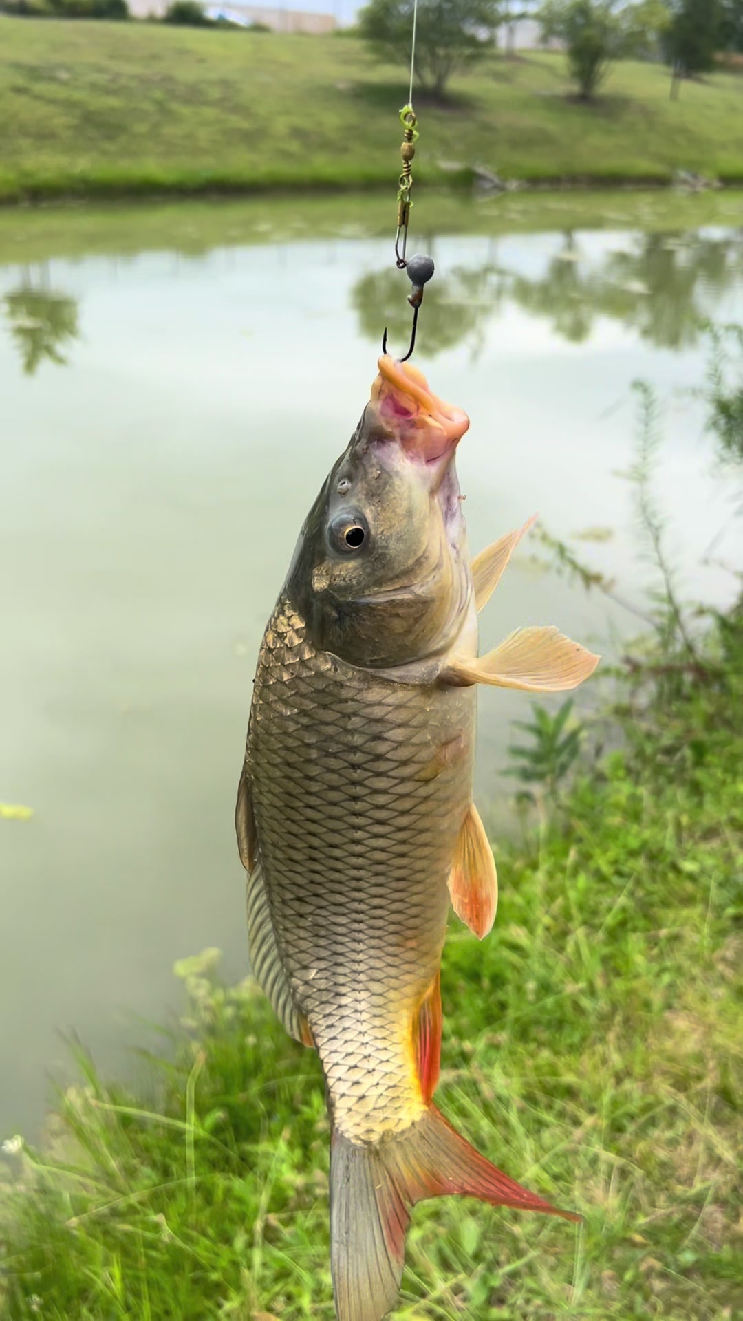 @Sang Nguyen3285