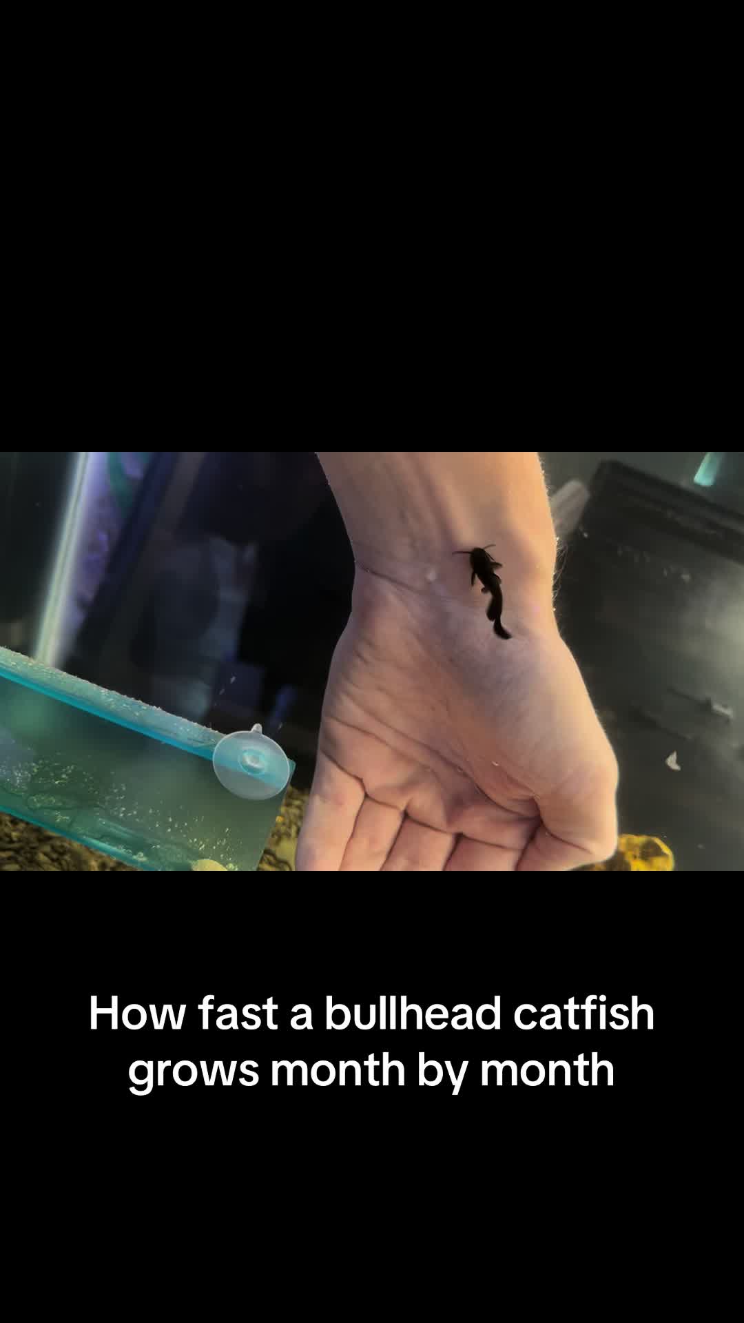 @shrimp.and.chill