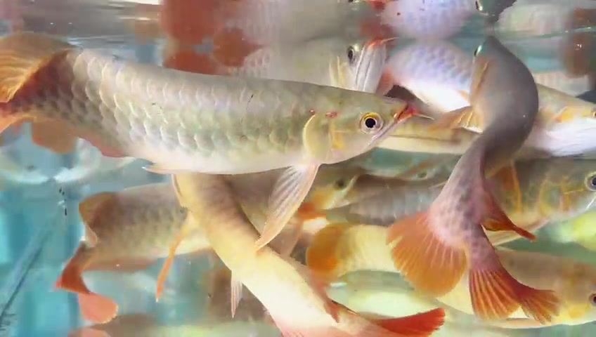 @MK AROWANA SPECIALIST