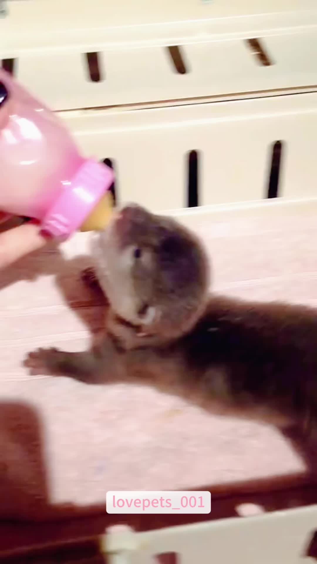 @lovepets_001