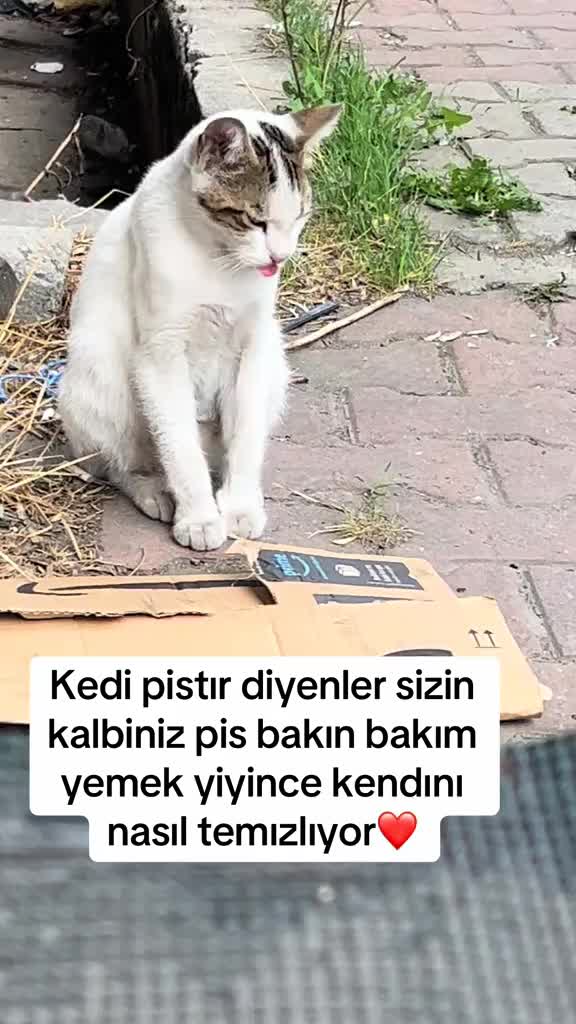 @MUSTAFA38