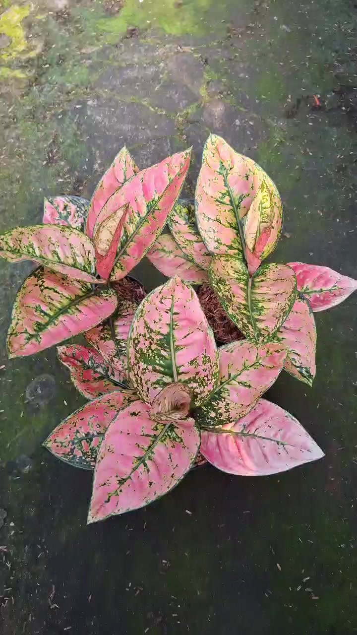 @Ronaldo_Aglaonema