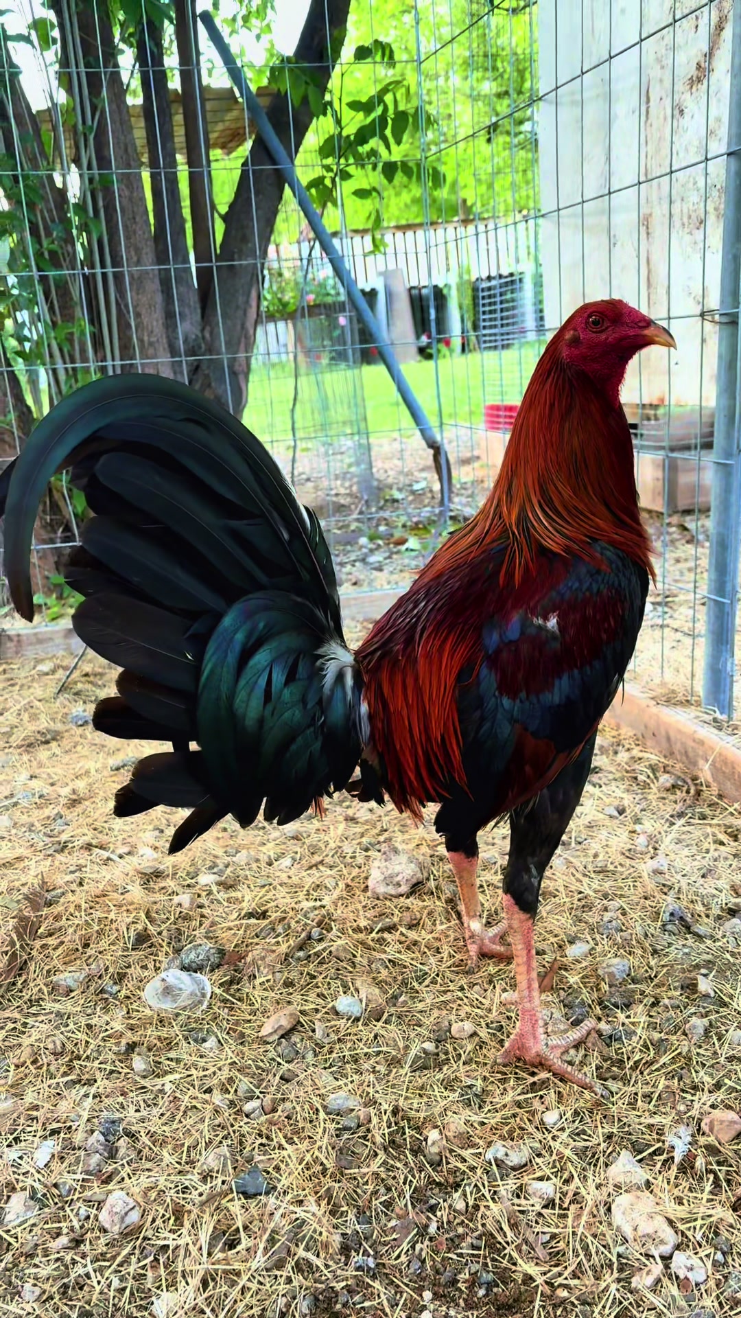 @PR_Gamefowl👑