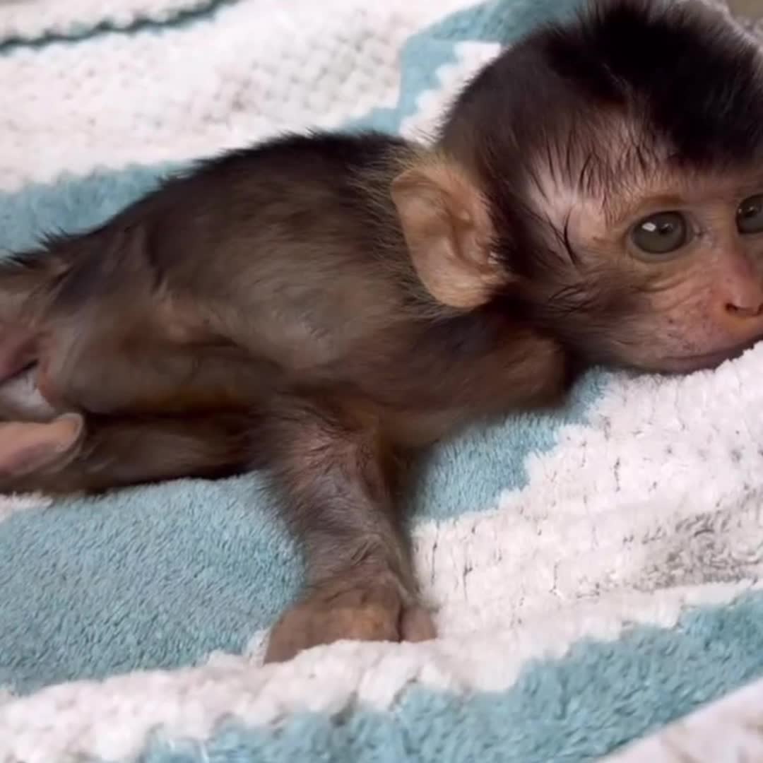 @Monkey BoBo🐵
