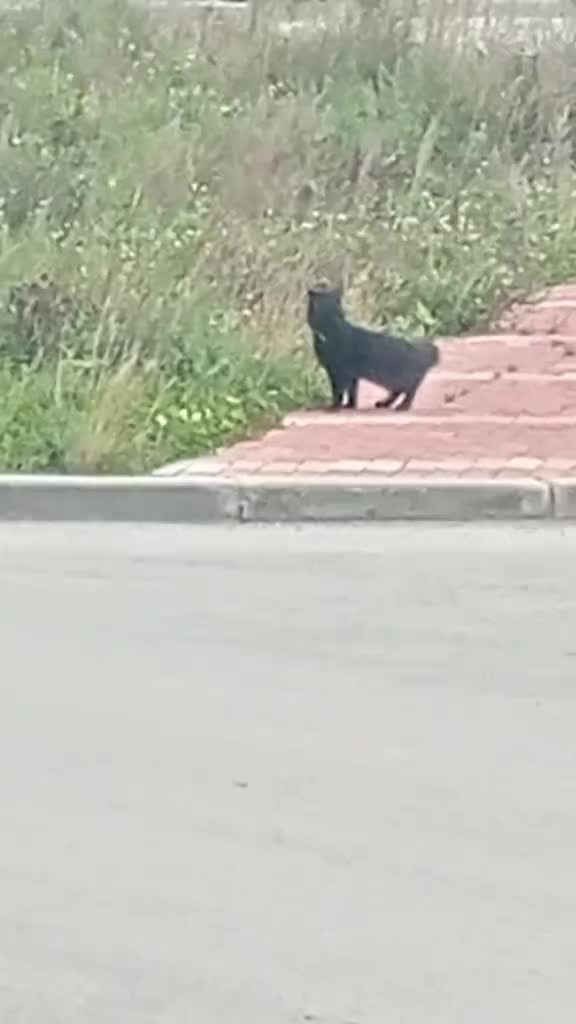 @саша