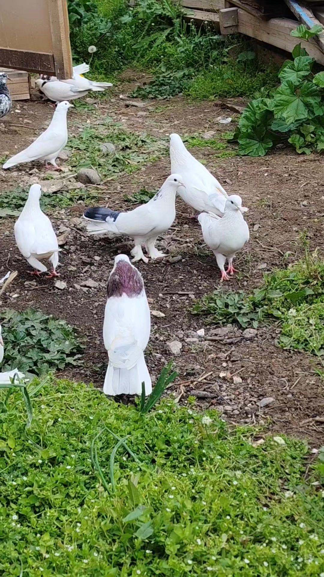 @Göyərçin51