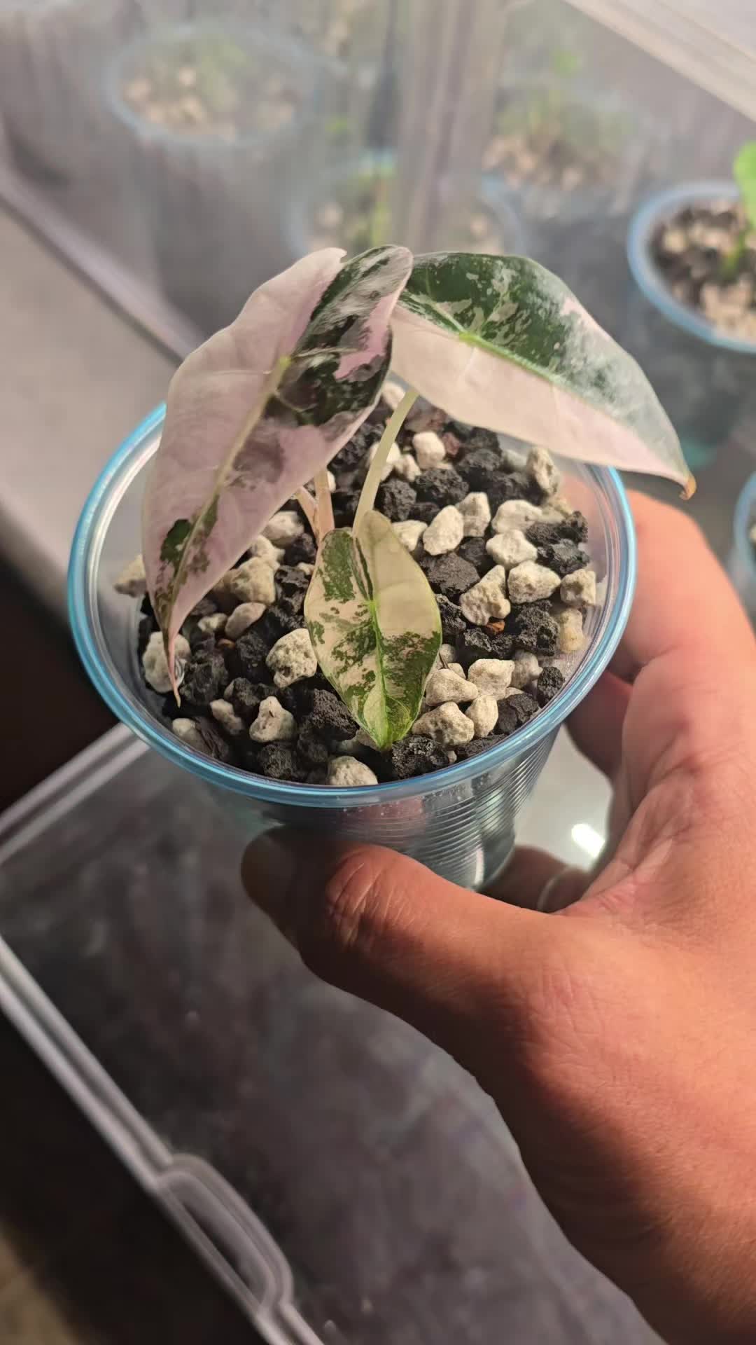 @JT - BigEGOPlants