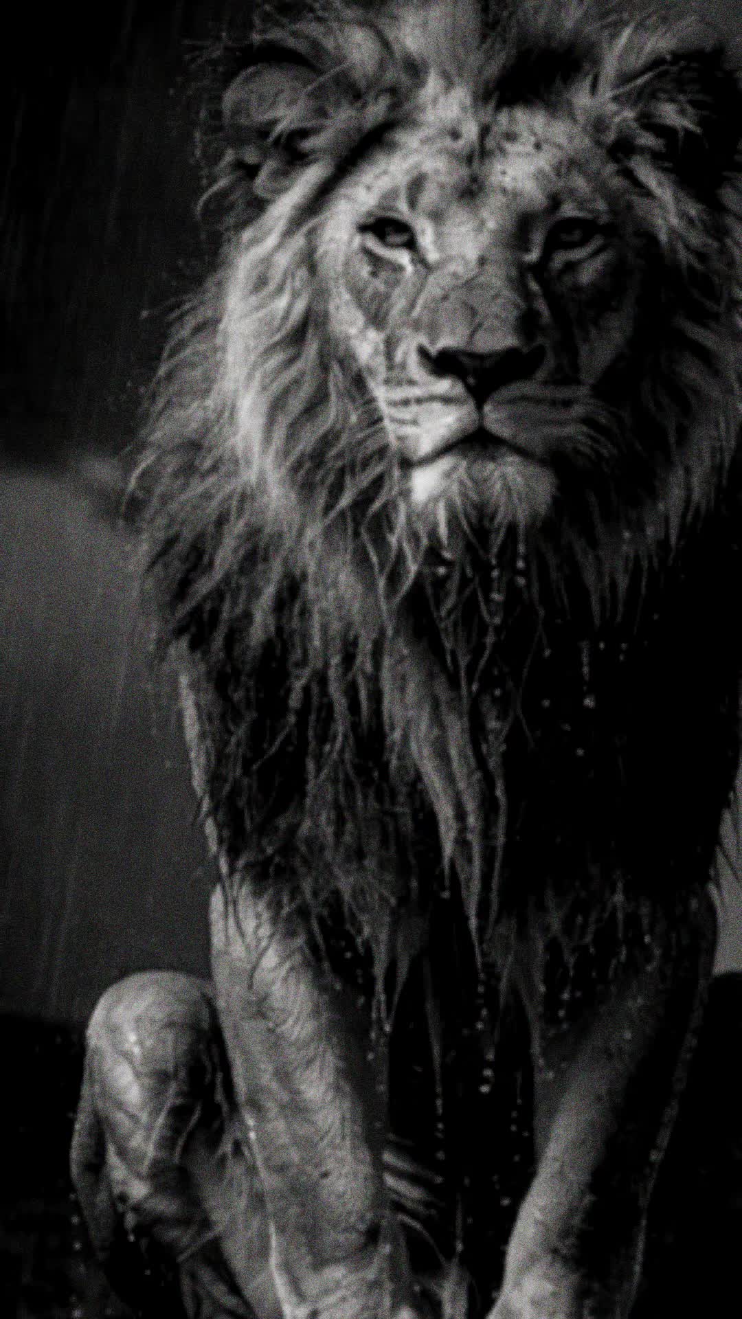@Lion@Mind