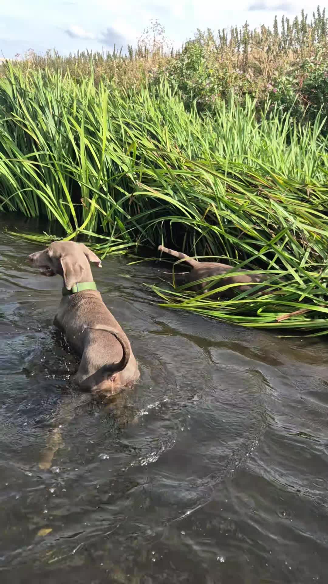 @Sabsky weimaraners