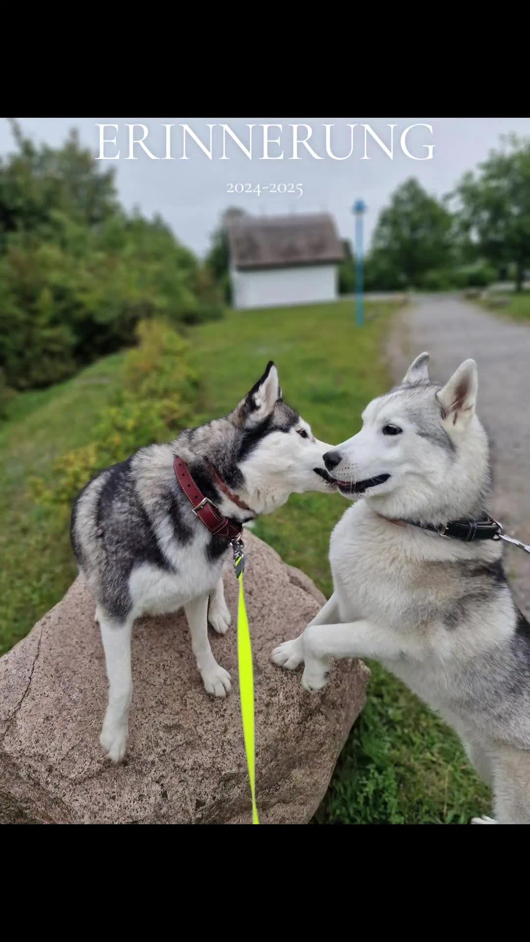 @Husky SkY&AmIgo
