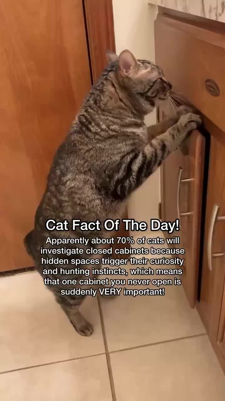 @Chip The Manx