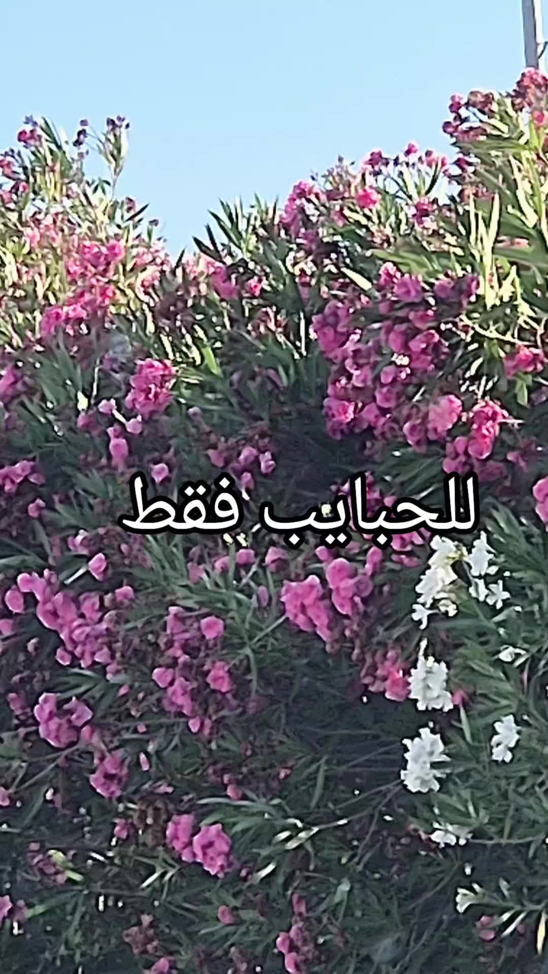 @Taheer