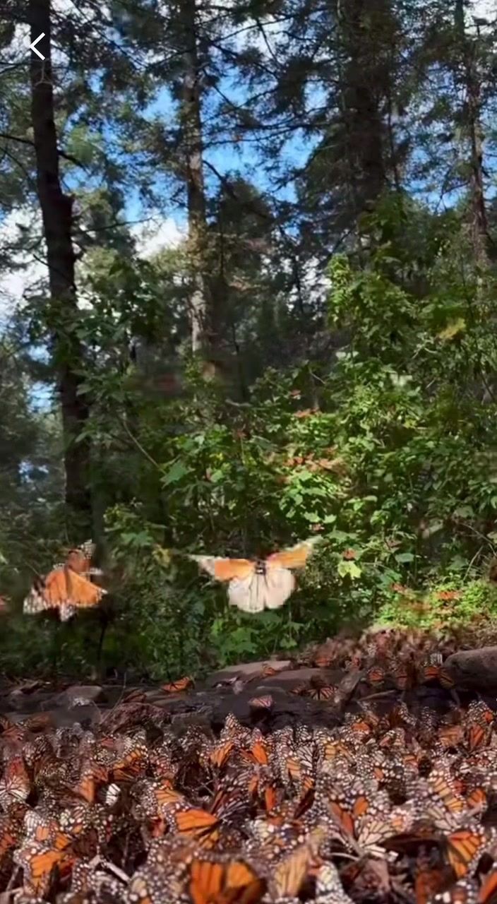 @Nature☘️🍀🍃🍁🌿