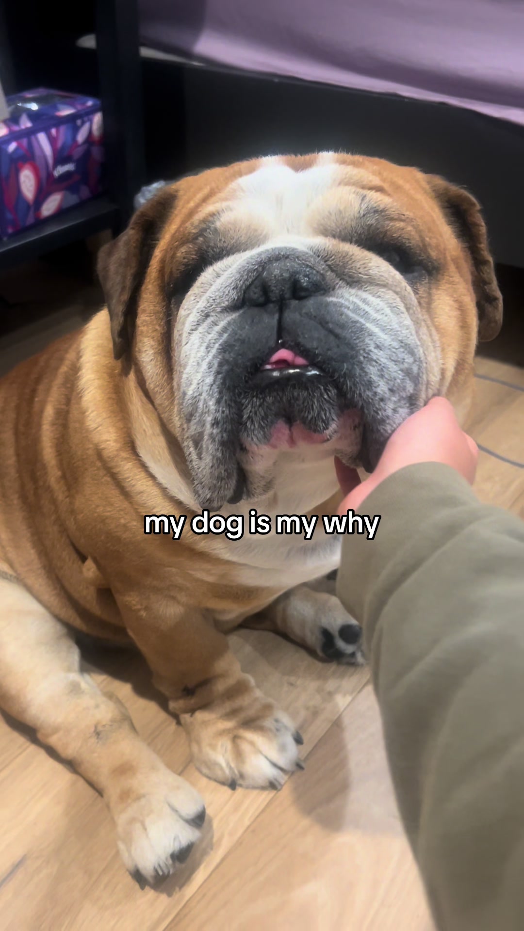 @Reggie the Bulldog