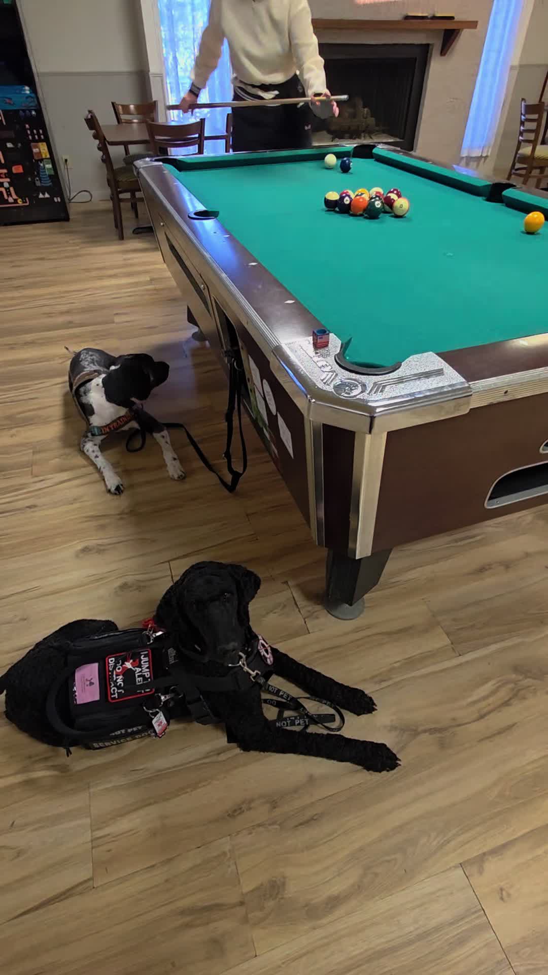 @Canine Wonders Training