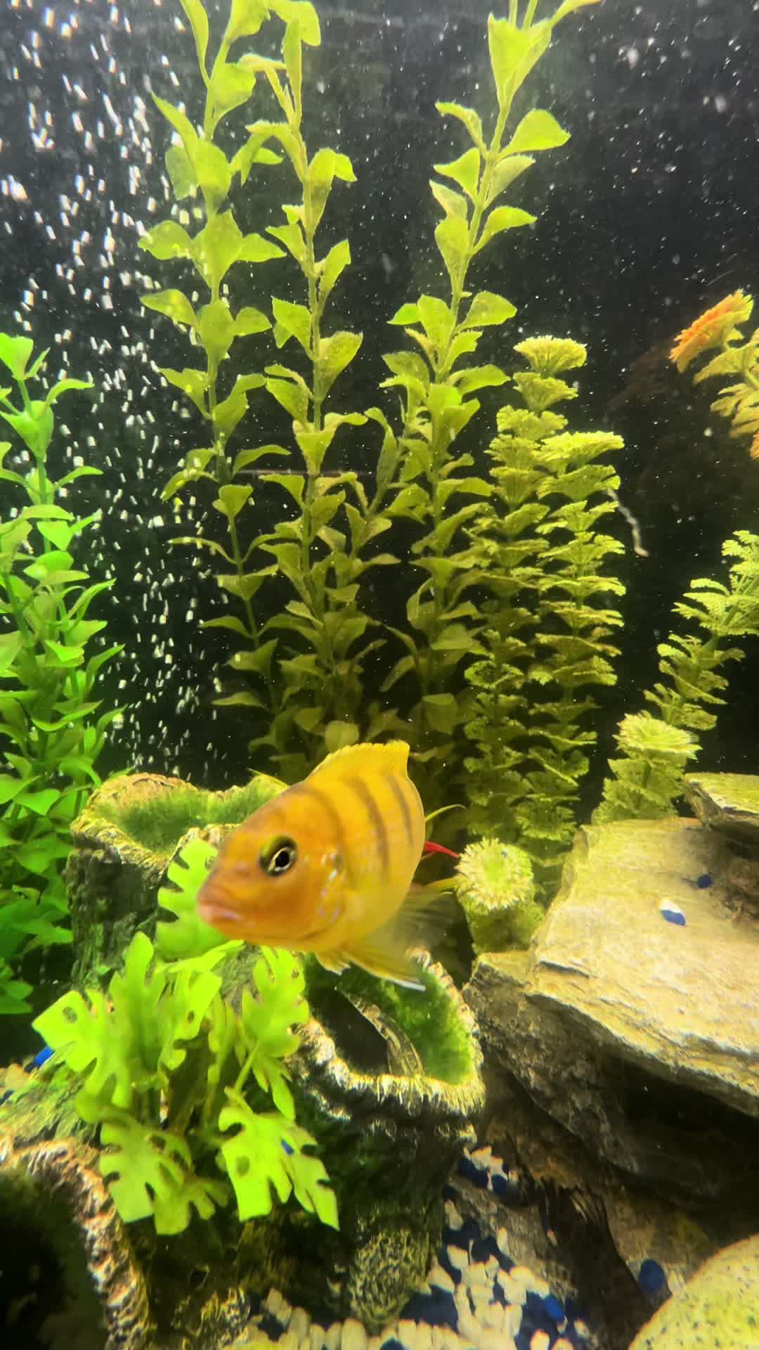 @Cichlid Chief