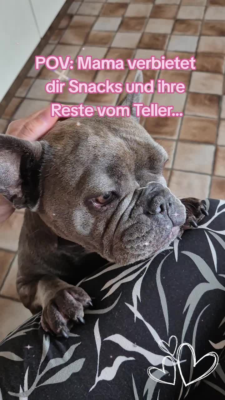 @FrenchieFrieda