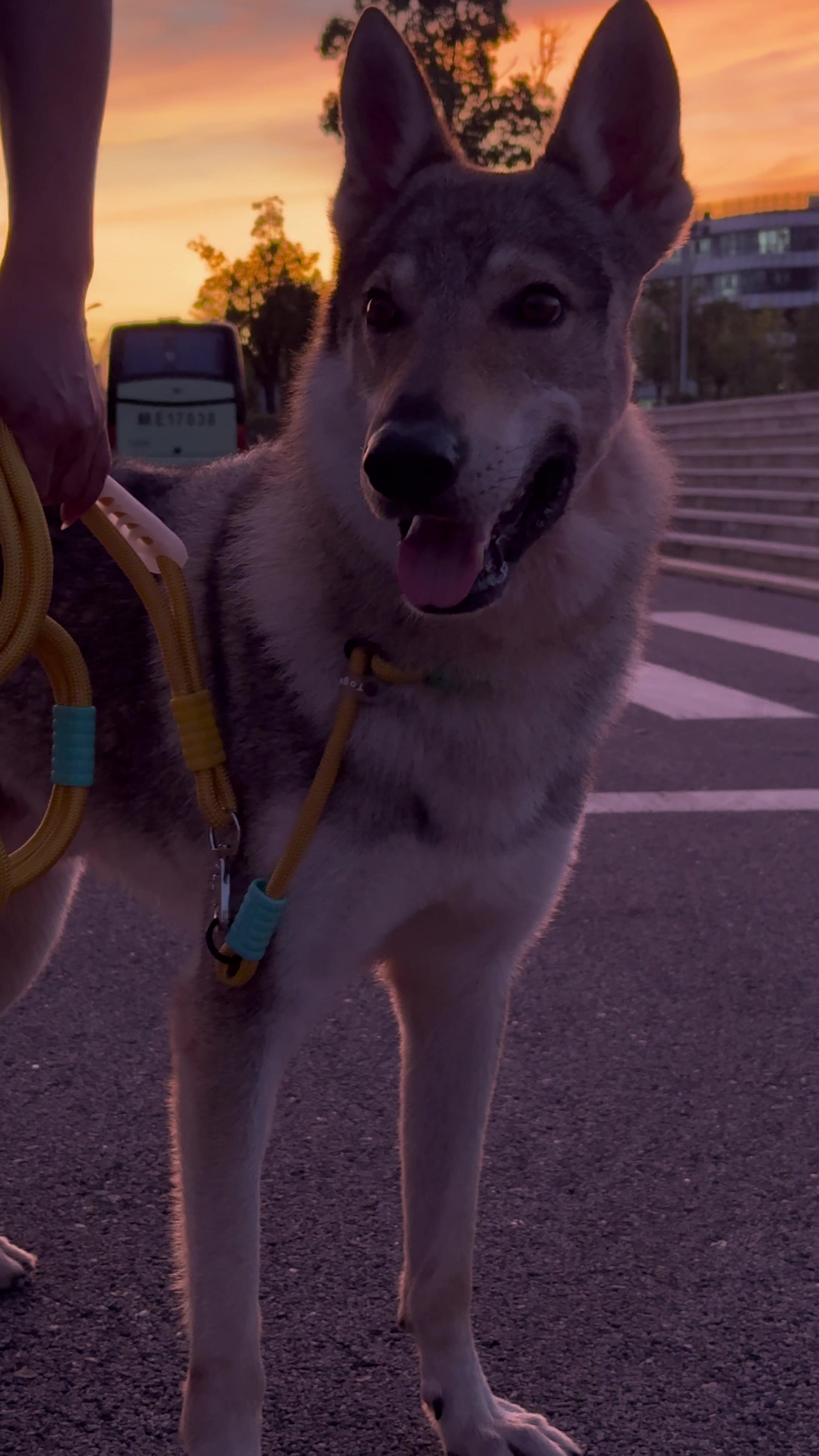 @Life With Echo 🐺