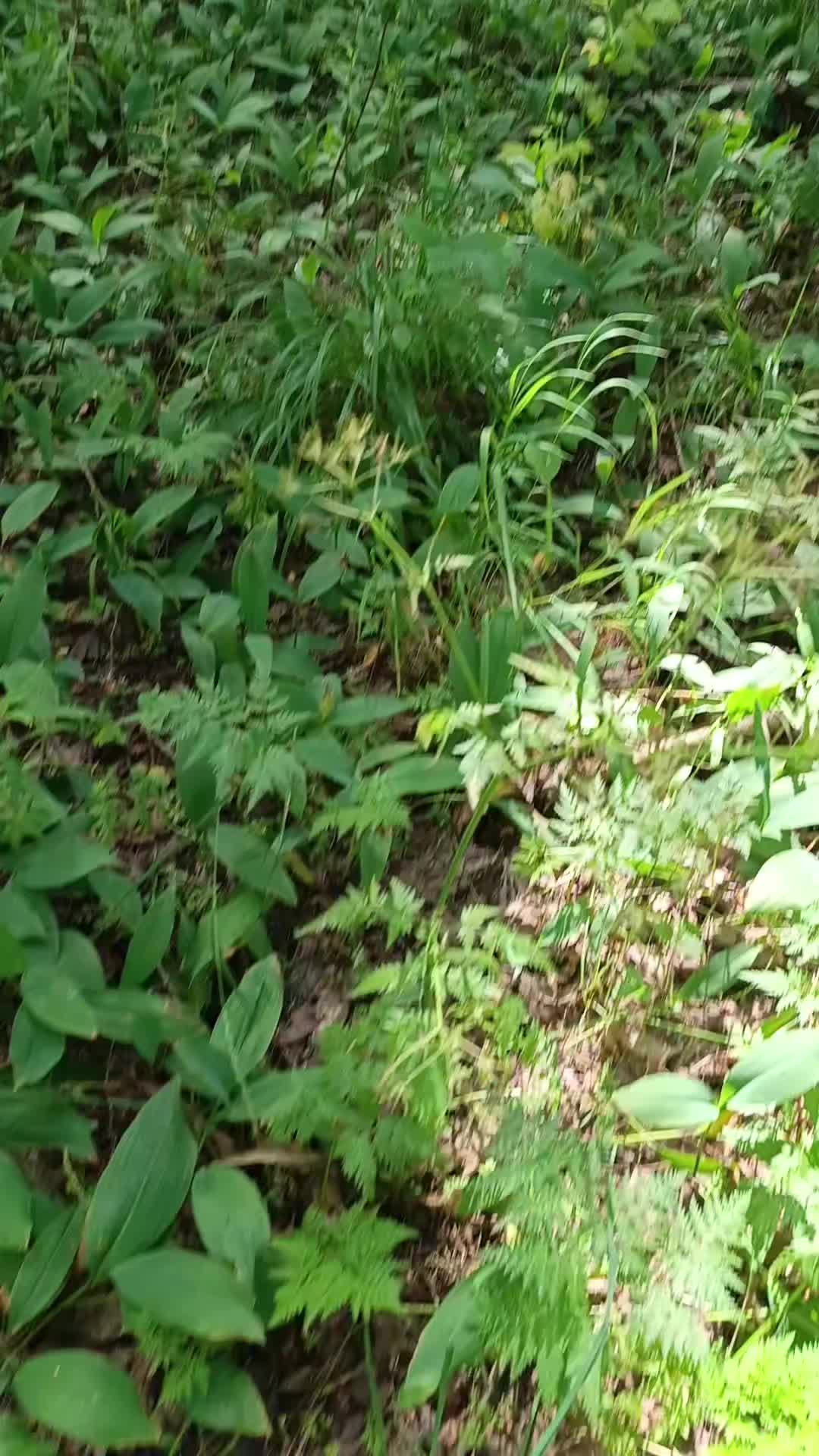 @мучачо