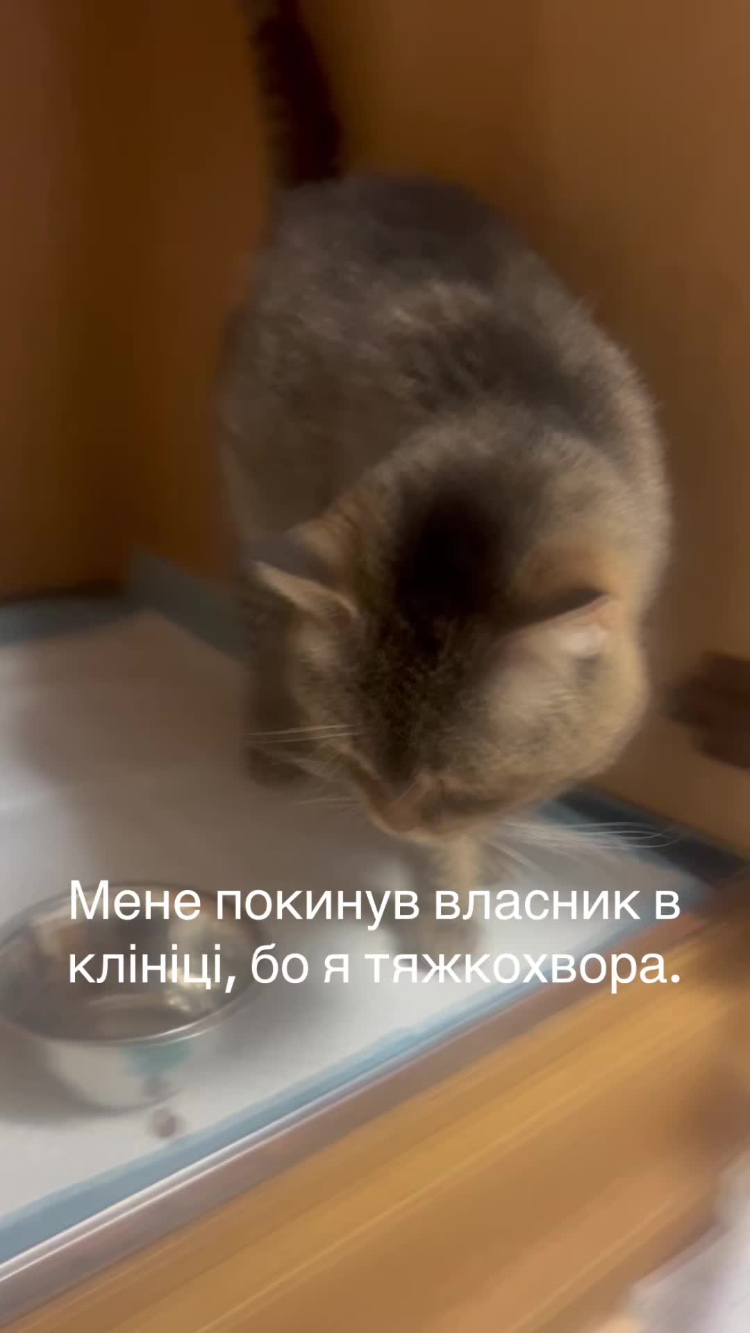 @Алиса
