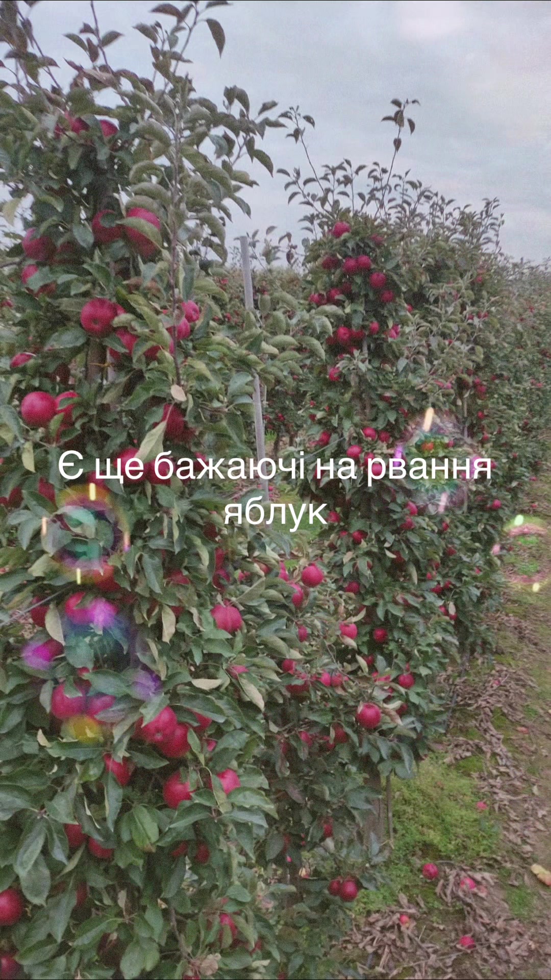 @Світлана