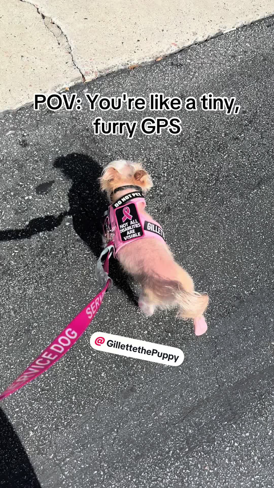 @Gillette the Puppy
