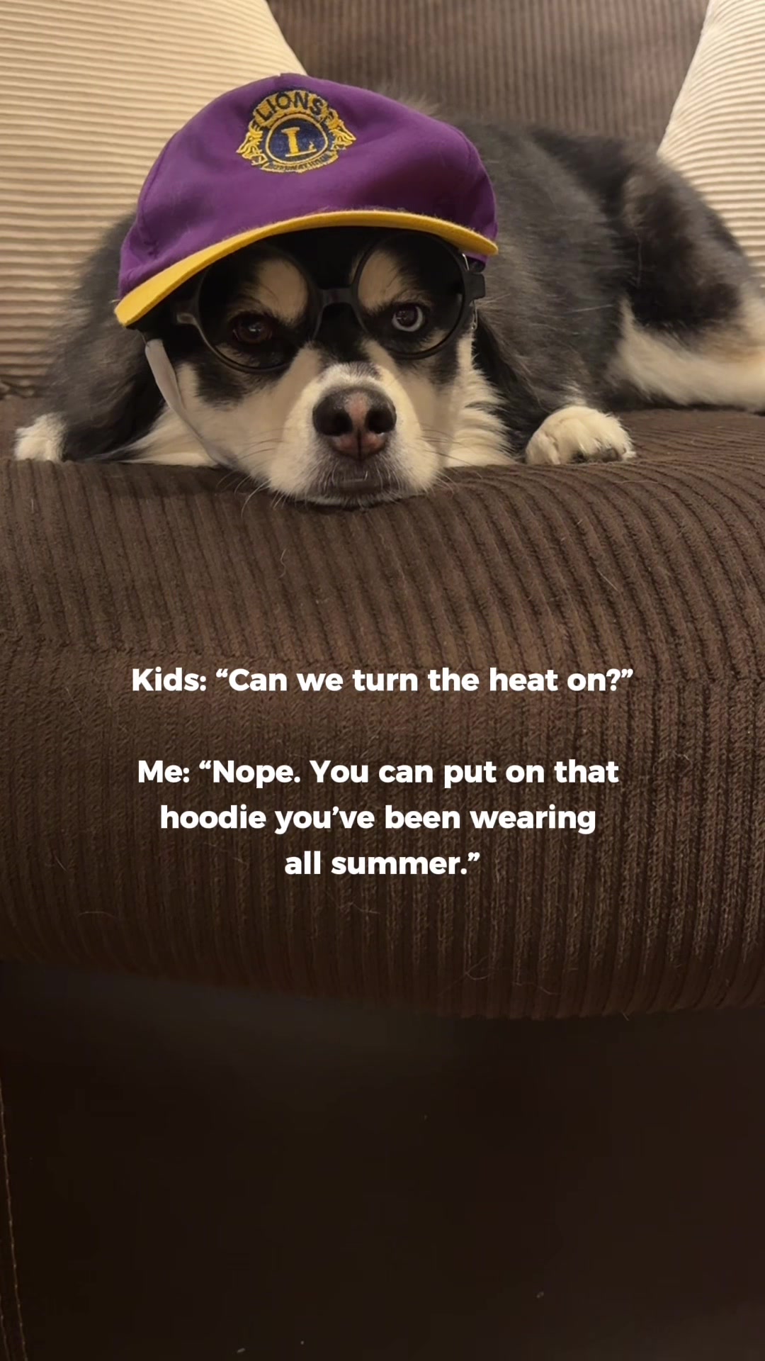 @Zeus the Pomsky🐾