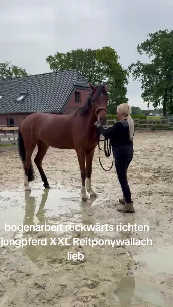 @Steffis_horse_world