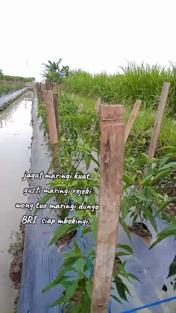 @kebo ireng