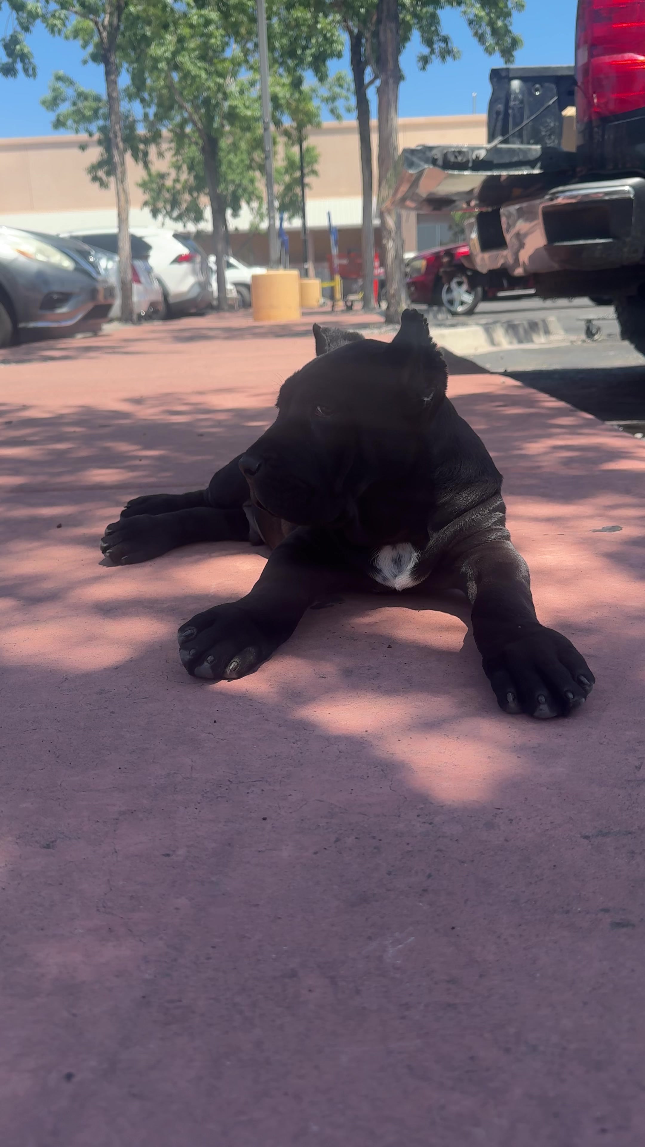 @canecorsoblackguardianz
