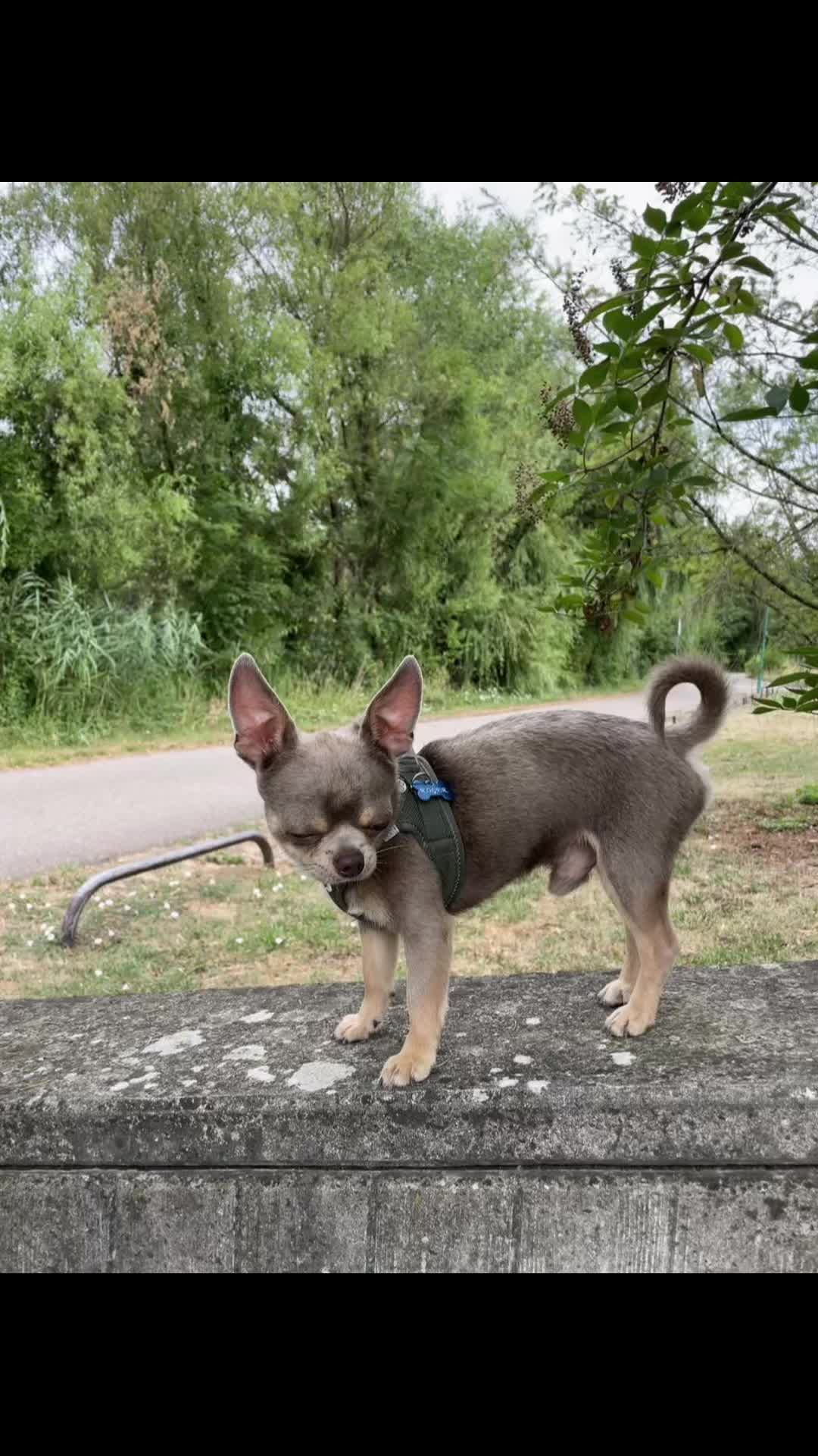 @Mr Roger Chihuahua