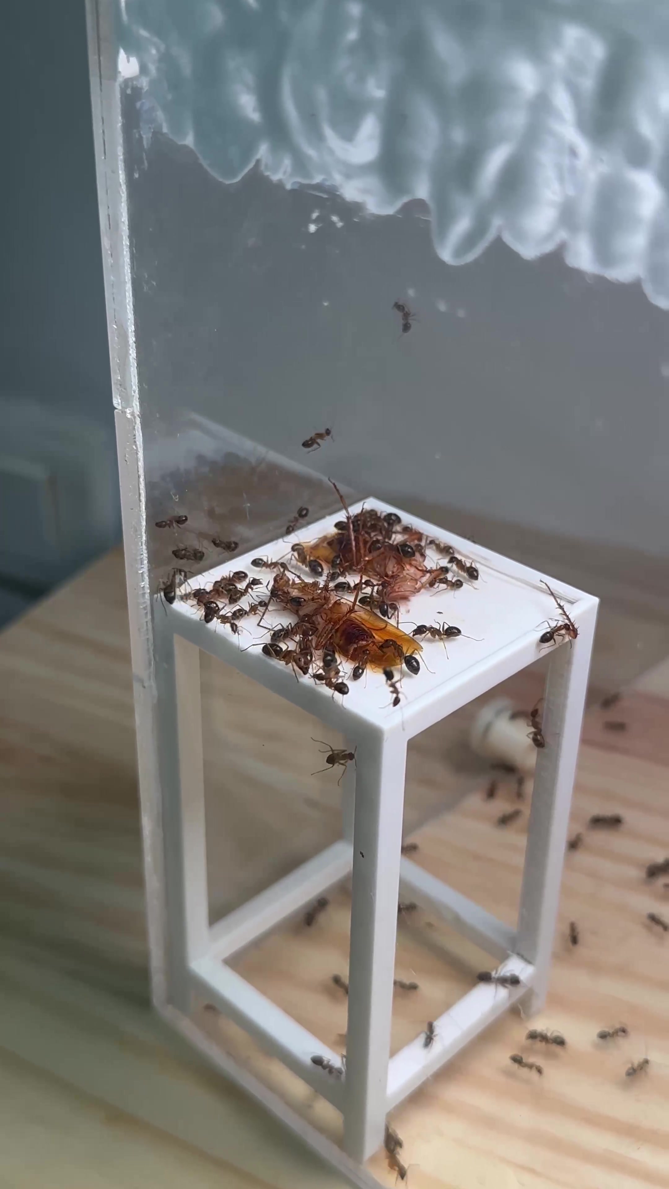 @GigaFourmis🐜