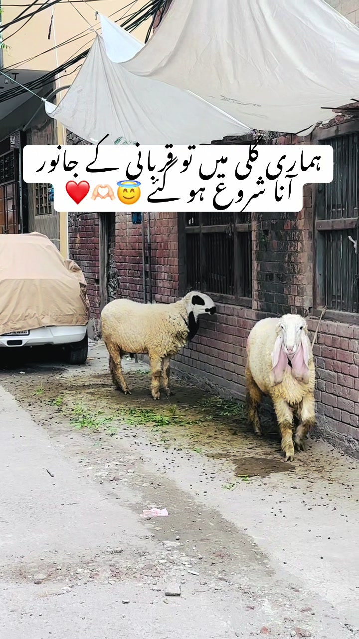 @emranbaloch6500