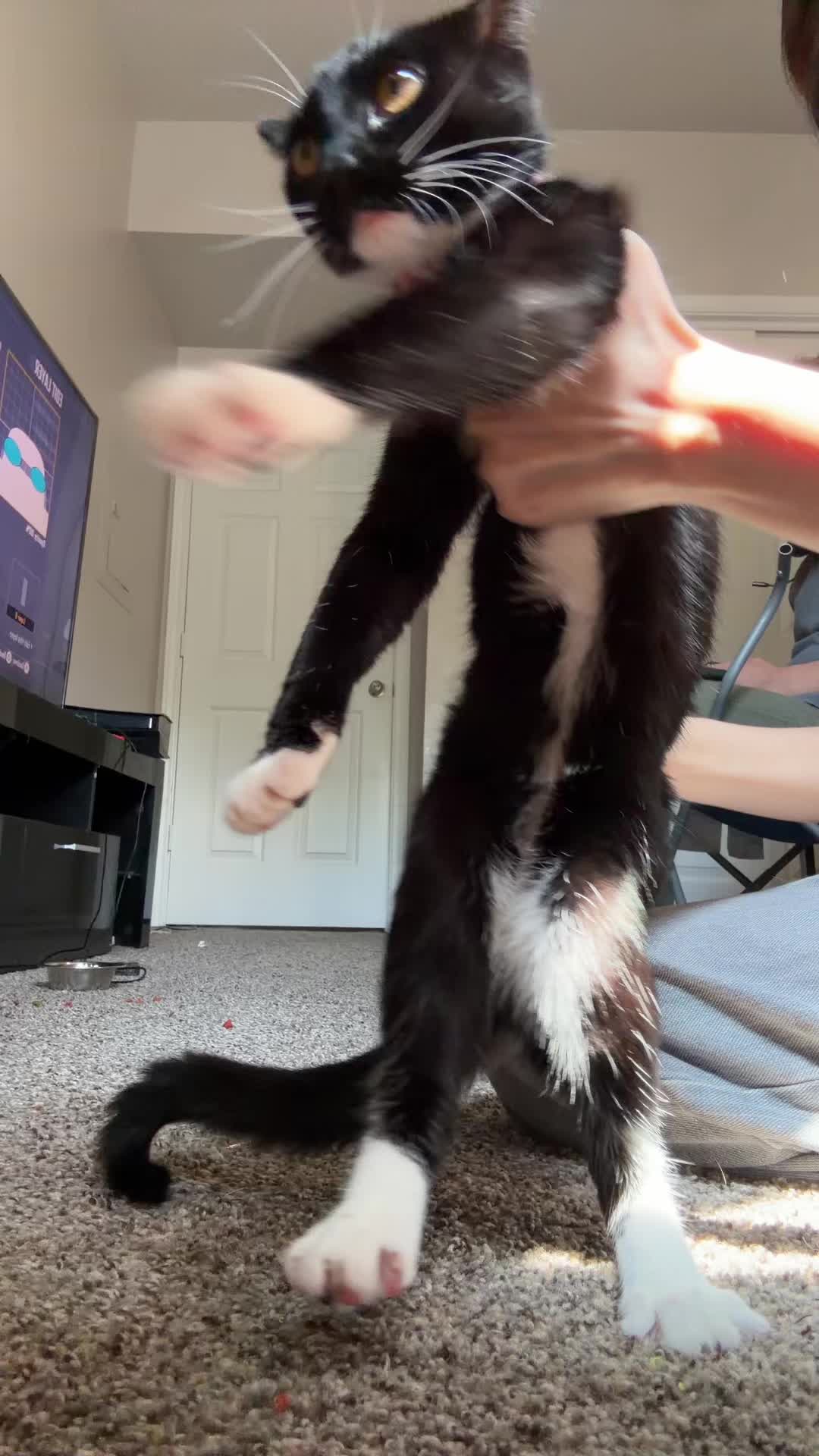 @cat_dancers