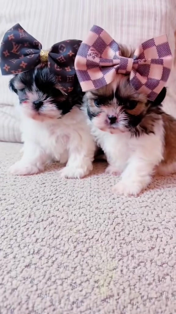@SHIHTZU SOIR&Eacute;E