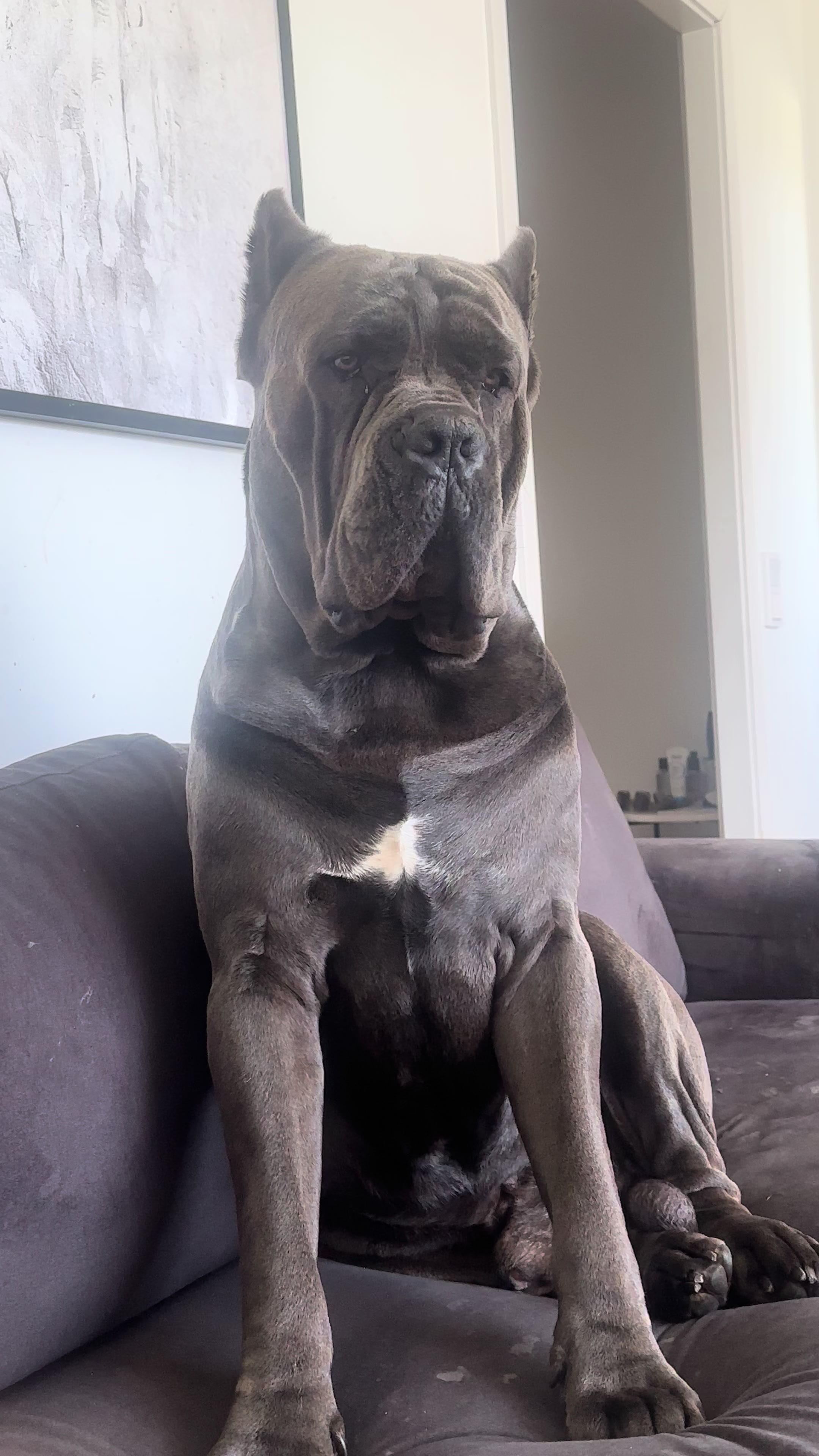 @CaneCorsoAres