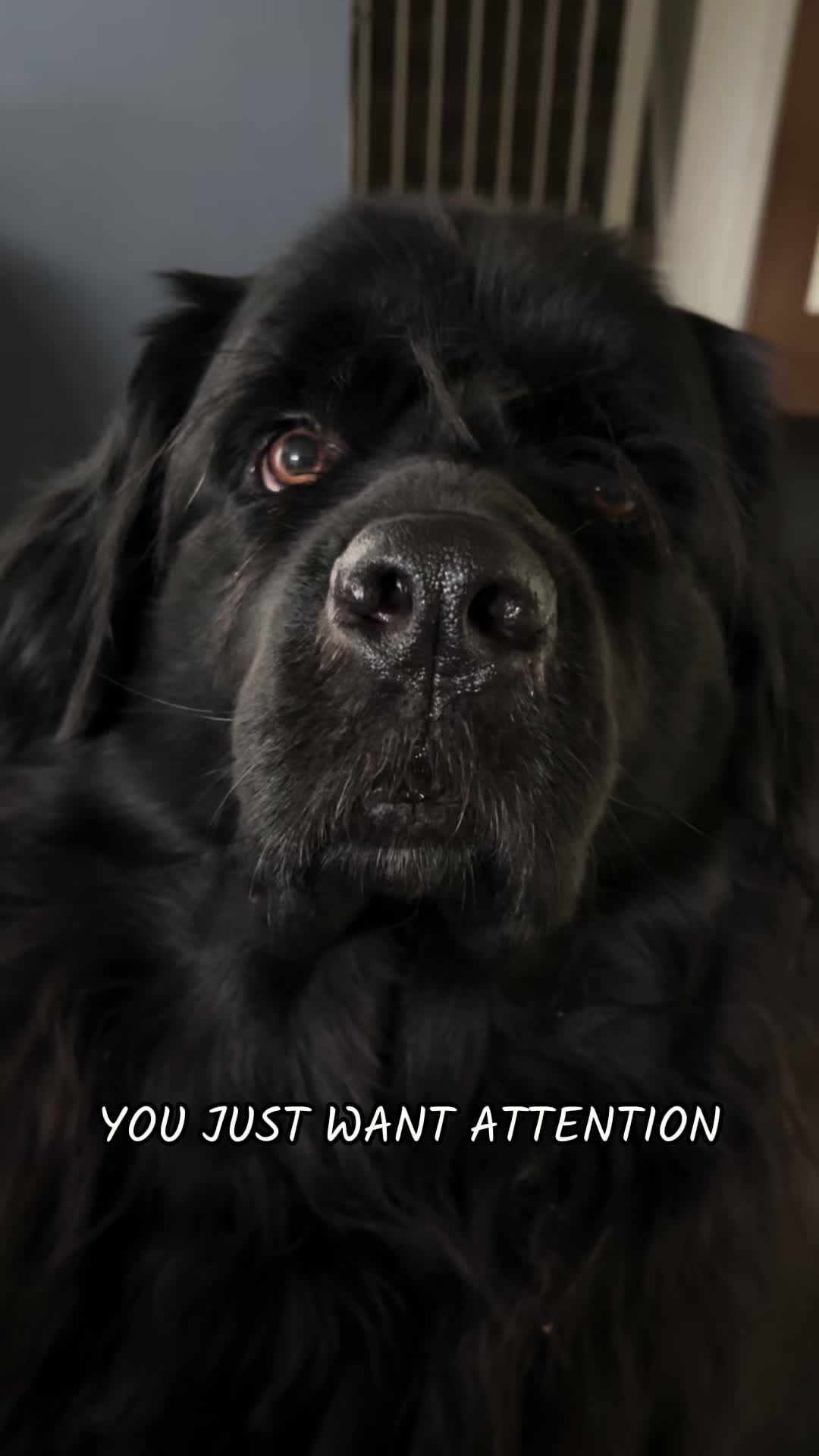 @Newfypups