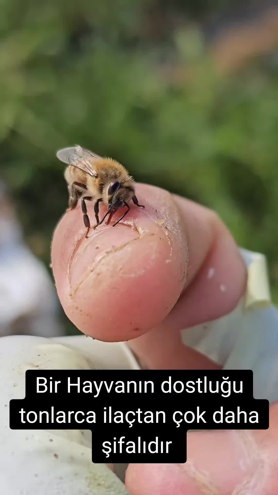 @Arıcı Furkan