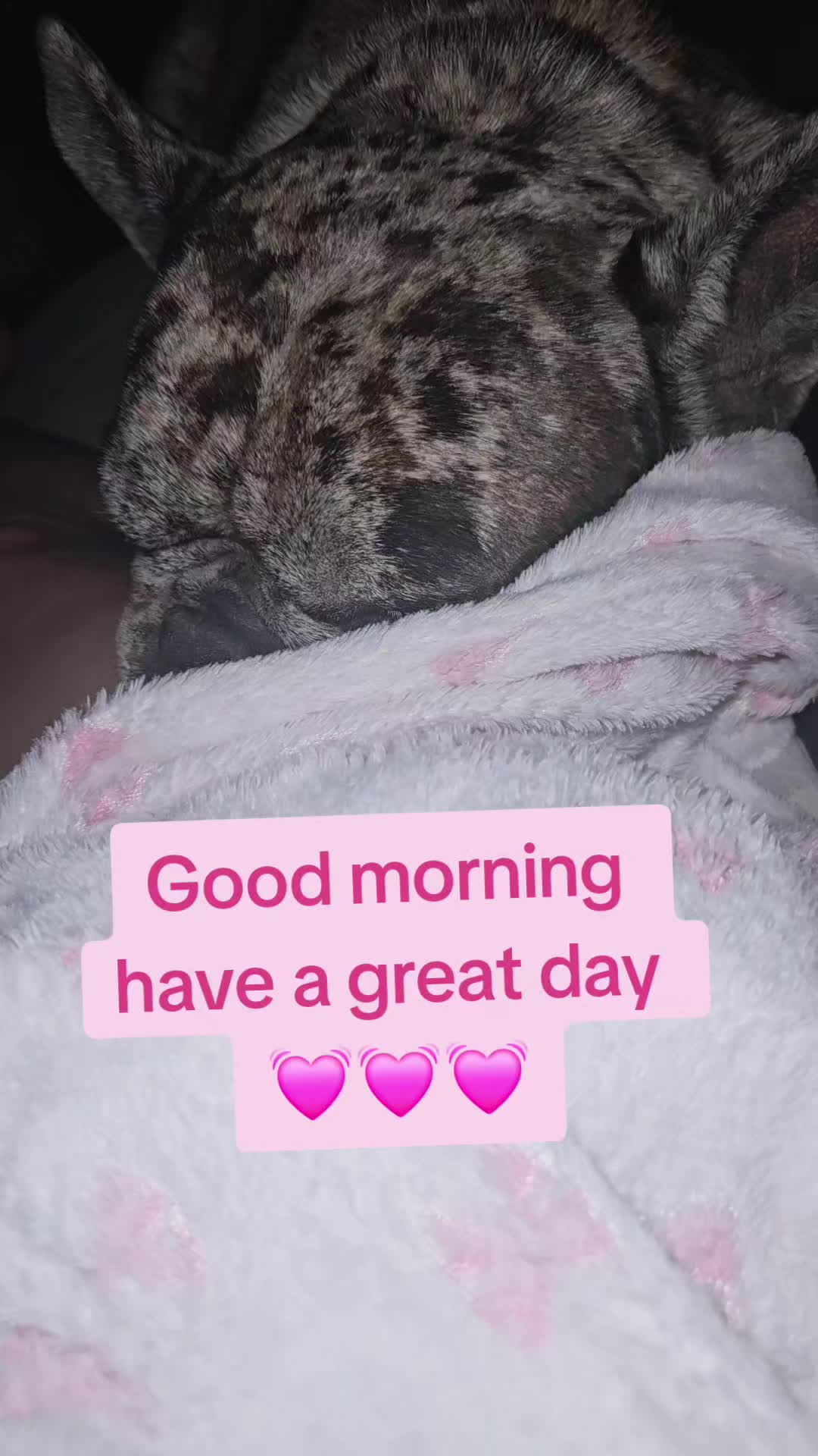 @Emma & Hooch ❤️🐾🐾