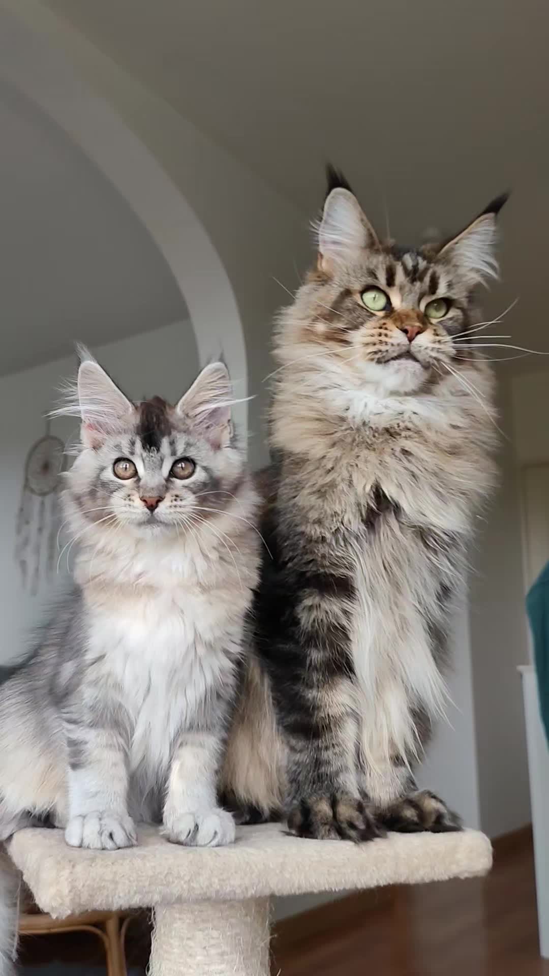 @Cattery Of Wild Kingdom