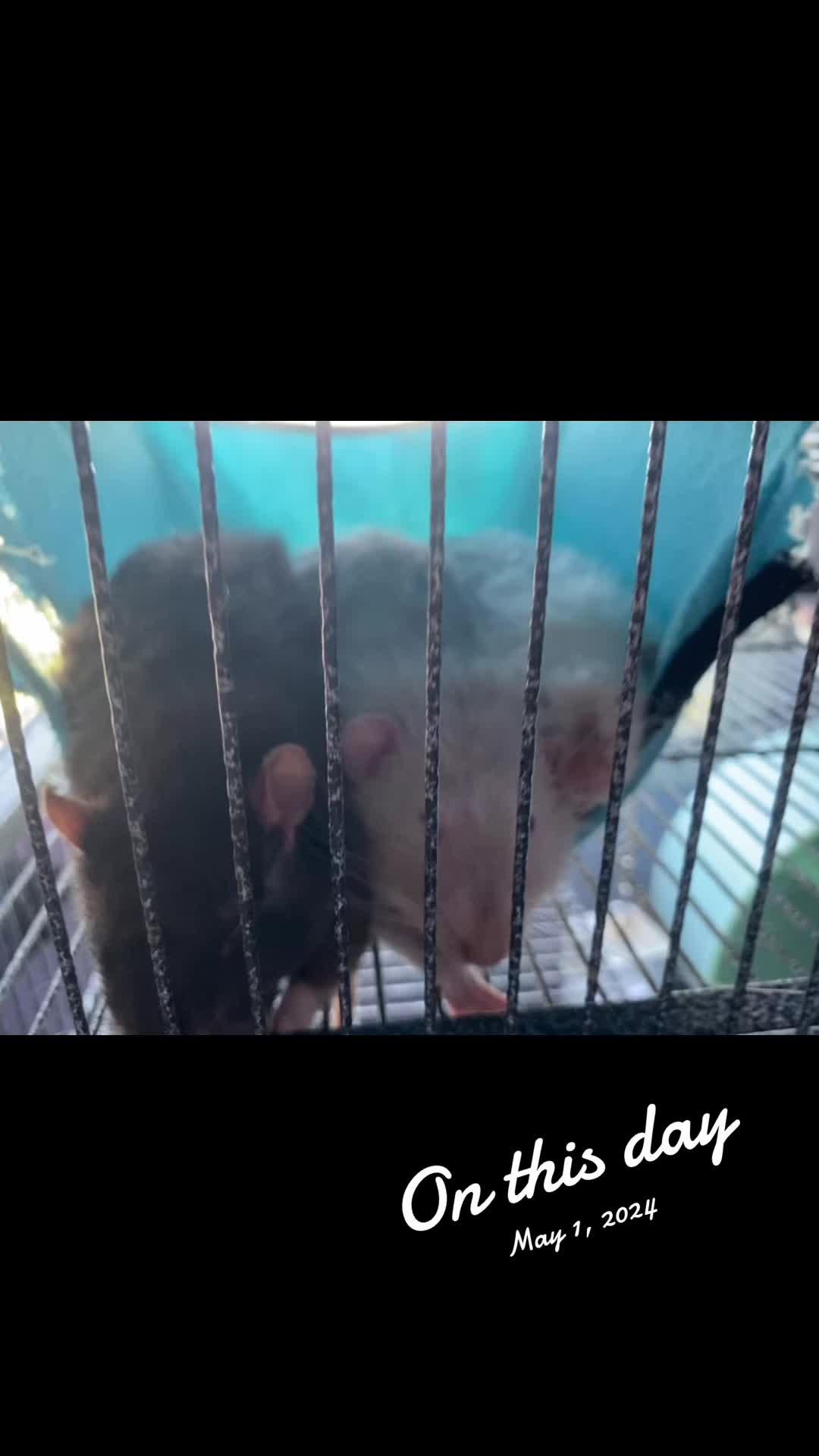 @˖◛⁺⑅♡