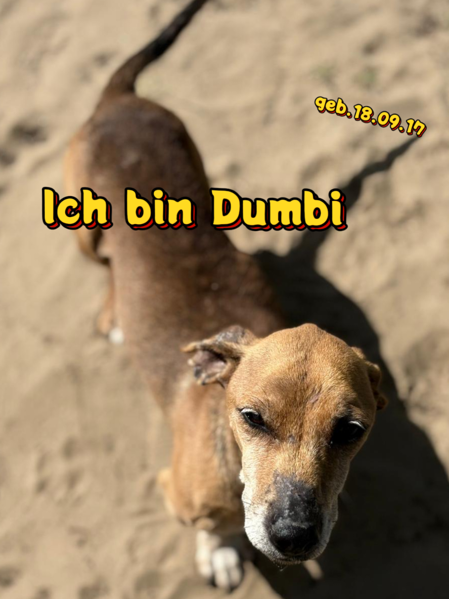 @Hundehilfe Bakony e.V.