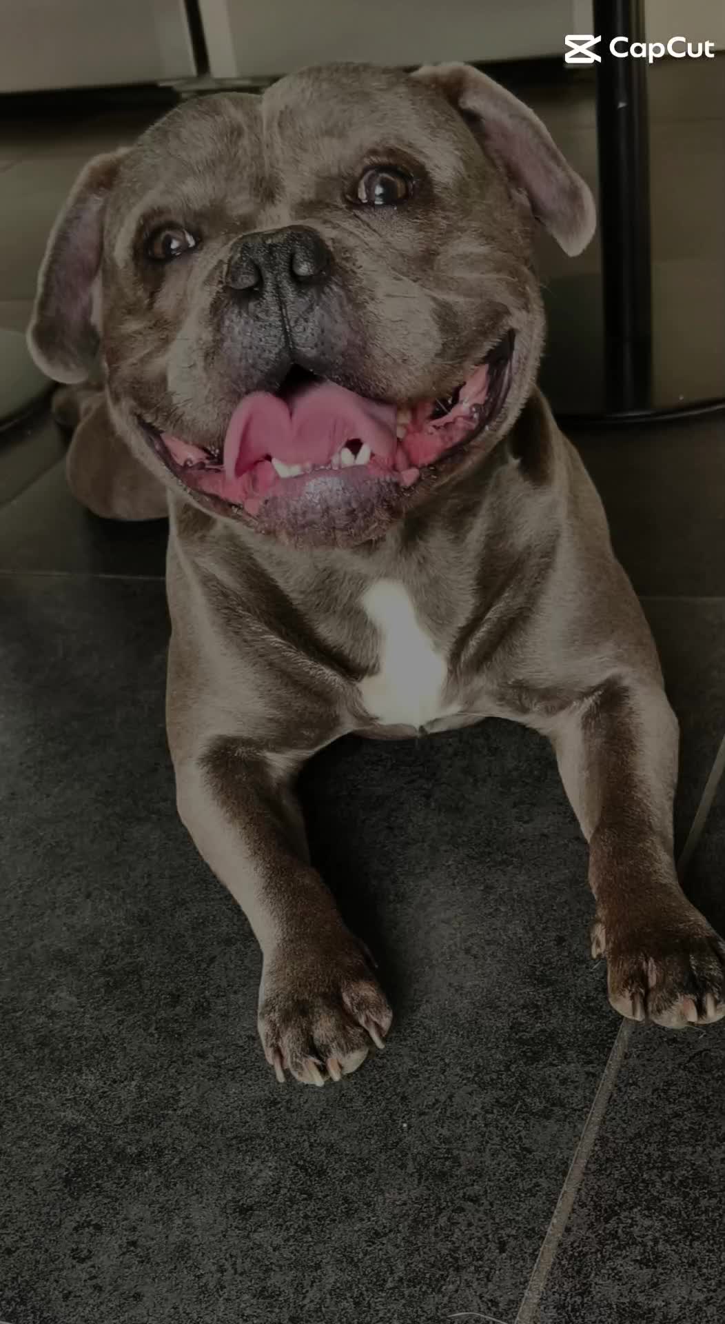 @Tyson américain bully🔥🐶