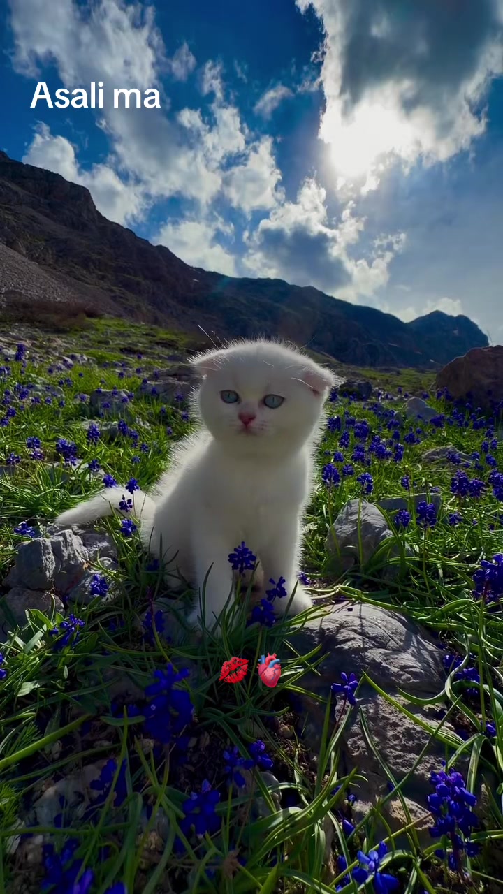 @adam____fc