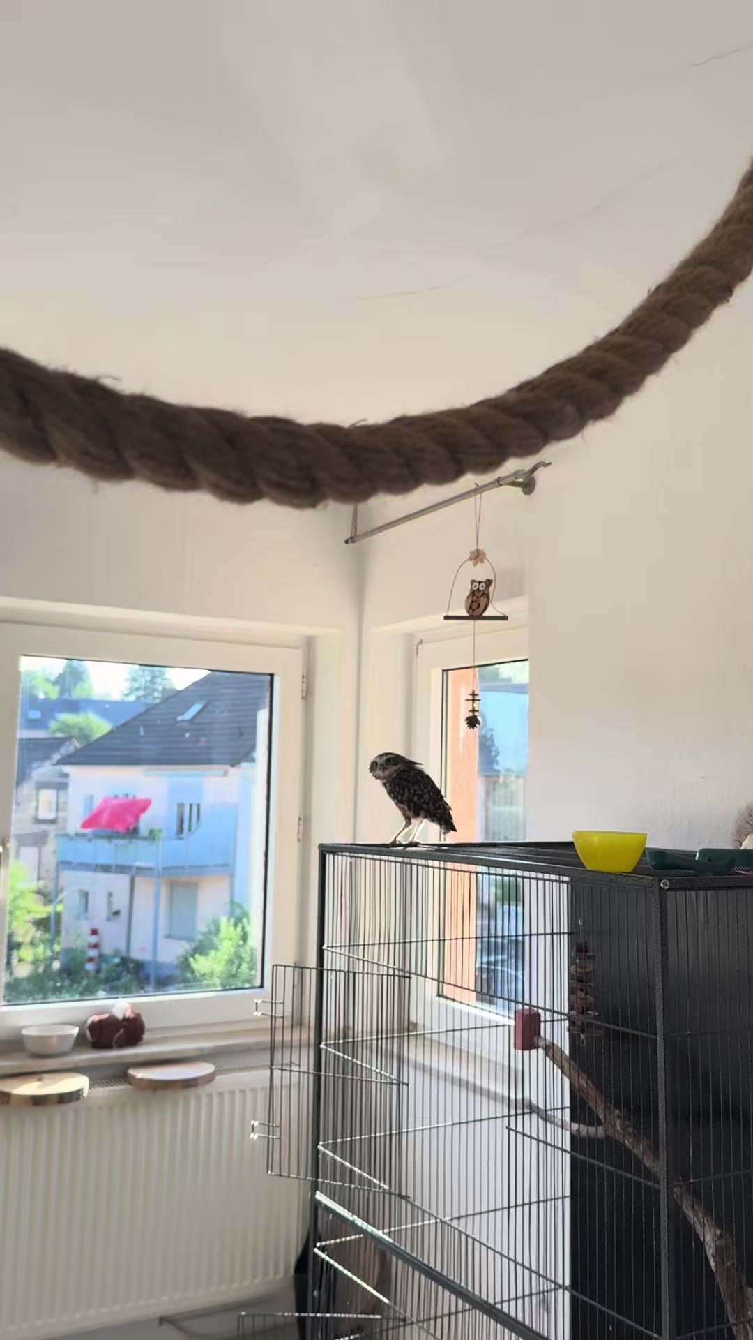@Kreischhuhn Karma 🦉